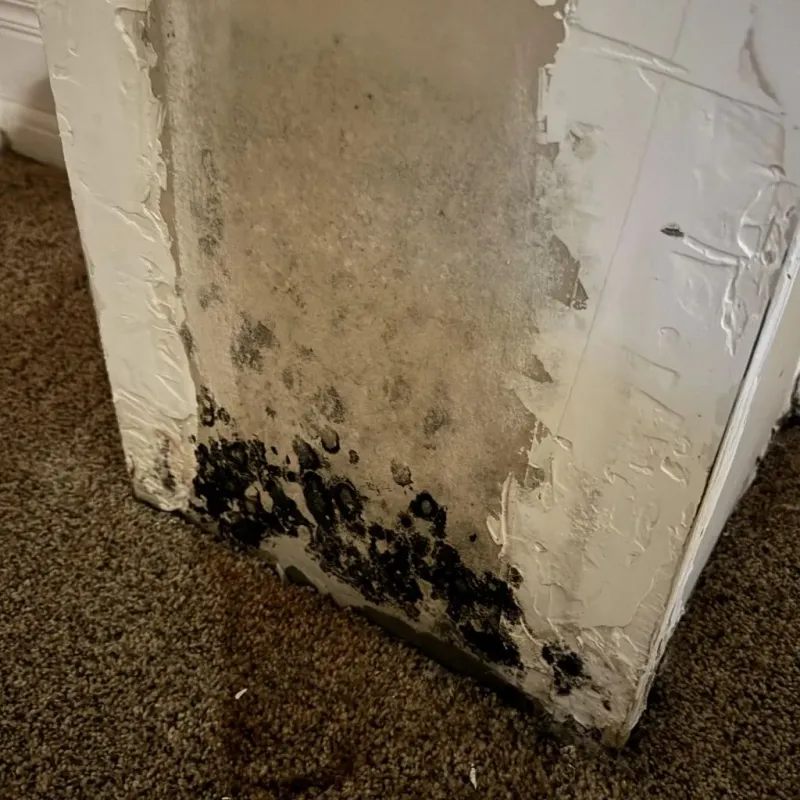 Professional Mold Removal in Ramsey County, MN